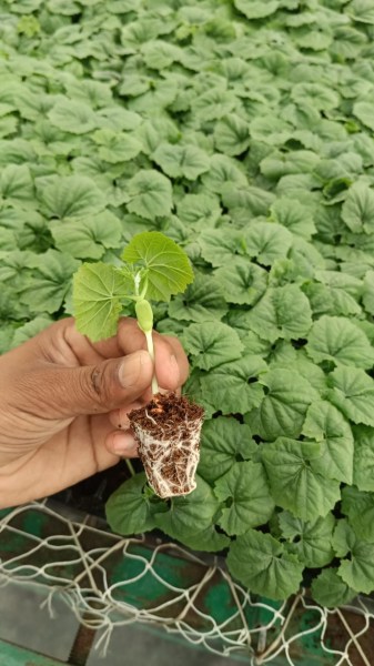 grafted crop