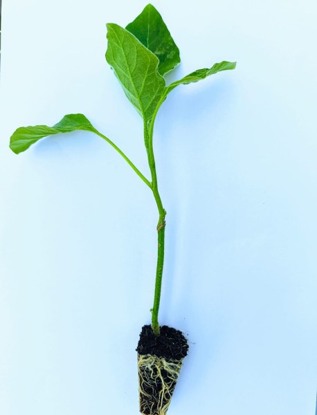grafted crop