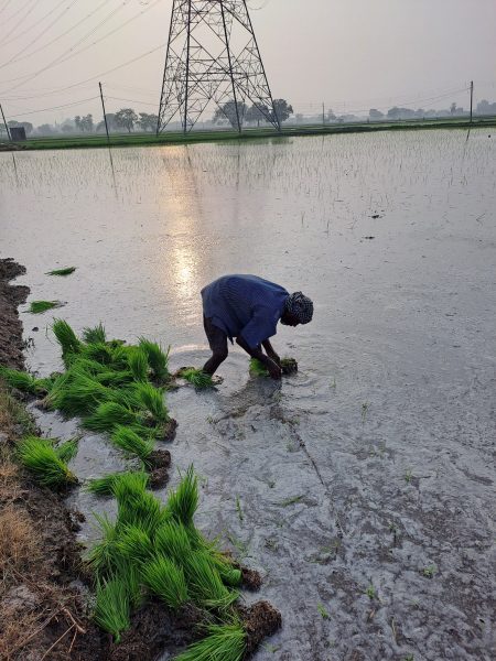 rice farmer planting seedling