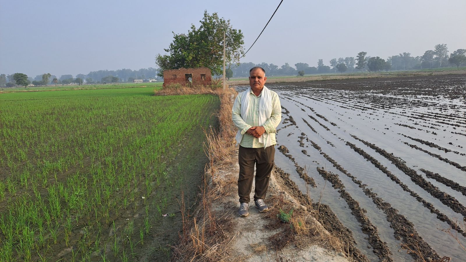 El Niño Year Pushes Farmers to Adopt Water-Saving Direct Seeded Rice