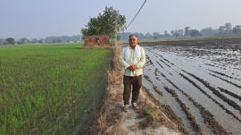rice farmer