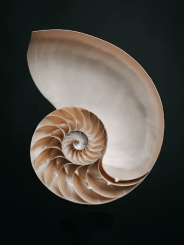 seashells