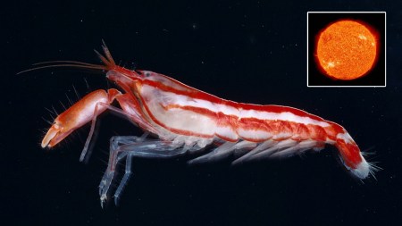 shrimp