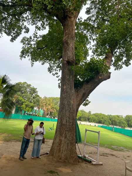 Putranjiva was the most abundant species, with 84 mature trees, followed by Neem (63), Royal Palm (44), Mango (35). (Express Photo)