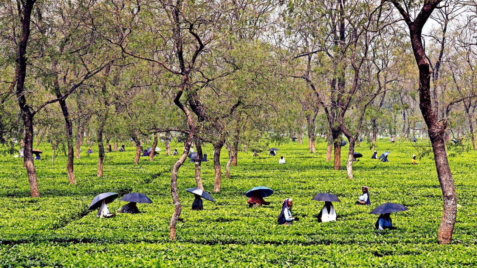 West Bengal government announces Rs 313-cr special package for tea garden workers