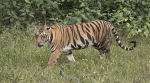 tigers