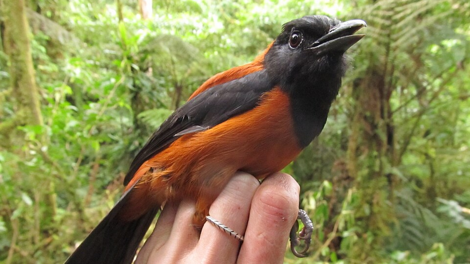 Most poisonous birds: Feathered species that carry deadly toxins
