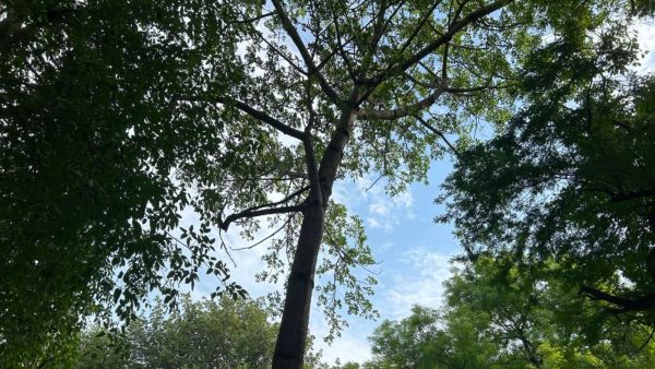 The team documented only mature trees with a girth exceeding 50 cm -- many of them decades old and individually geotagged for the first time. (Express Photo)