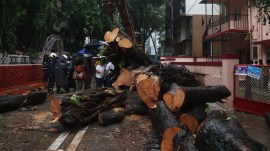 tree fall incidents