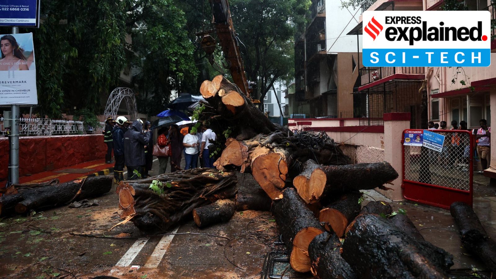 Mumbai’s tree-fall crisis: The role of concrete, weakened roots and high winds