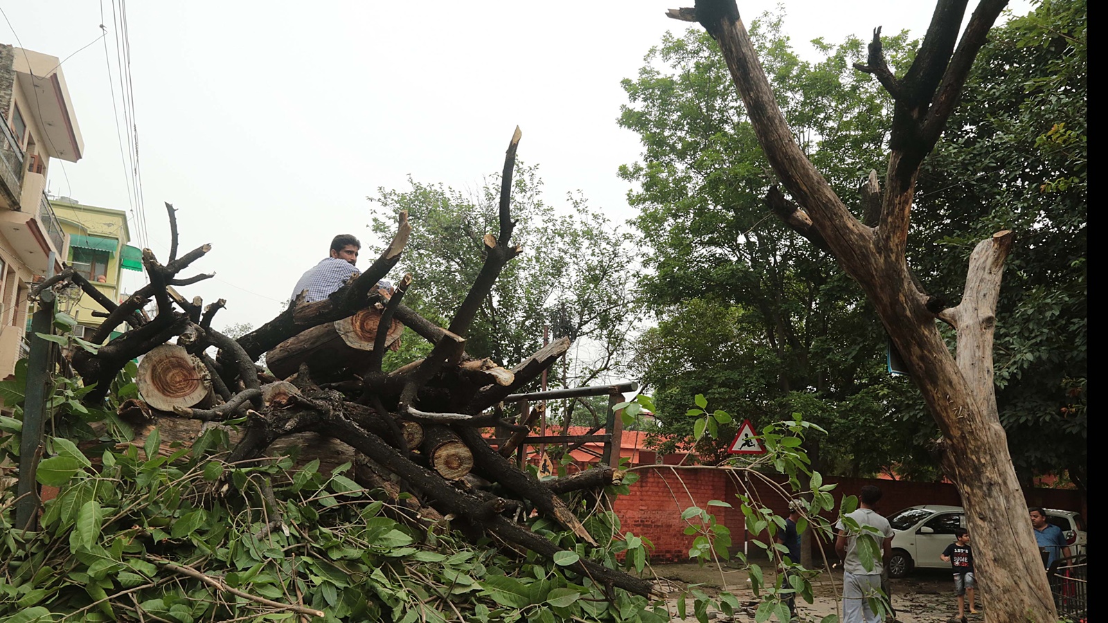 ‘Illegal tree felling’: Tribunal impleads Solan civic body commissioner, landowners | Chandigarh News
