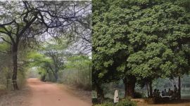 1,091 trees to be moved, felled: Delhi Government nod clears way for Sarojini Nagar housing project