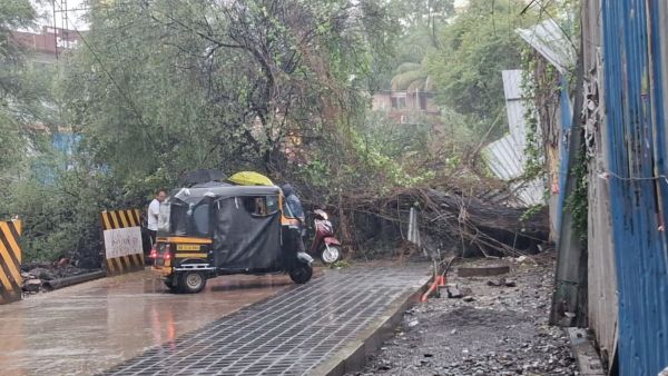 Pune tree fall