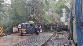 Pune tree fall
