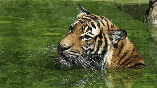 tigers