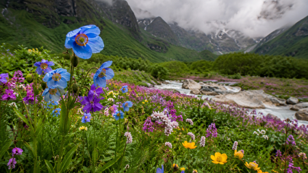 Valley of flowers