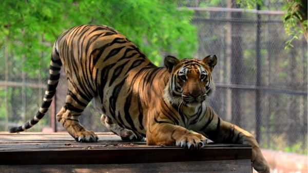 Veeru, the tiger cub