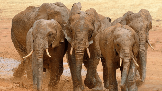 elephants