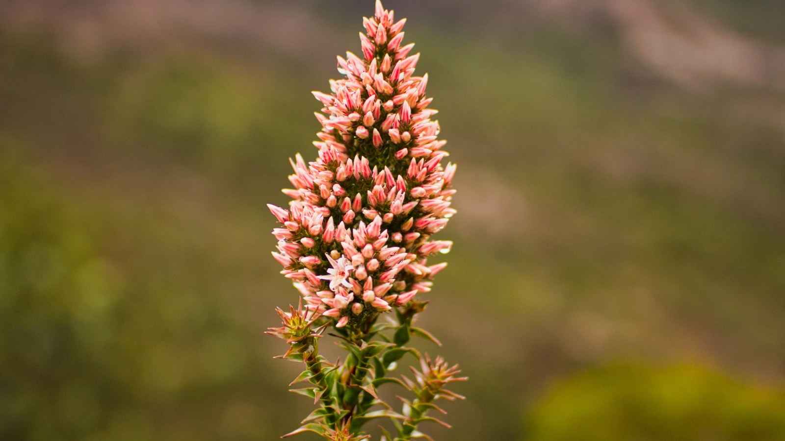 Beyond Valley of Flowers: Lesser-known wildflower destinations across India