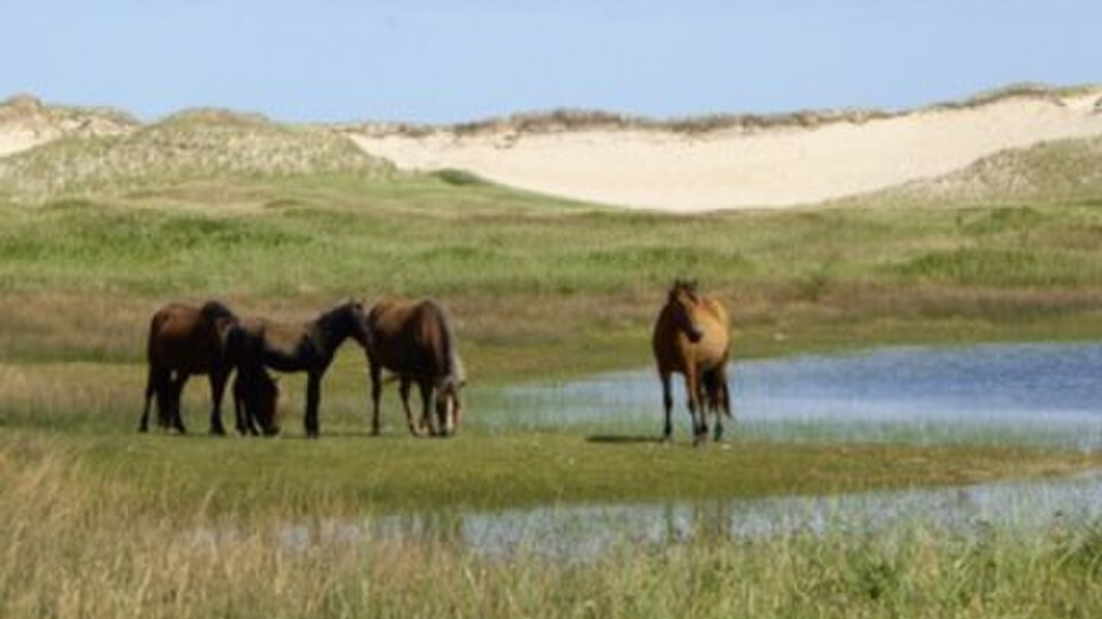 Welcome to the magical island inhabited only by wild horses