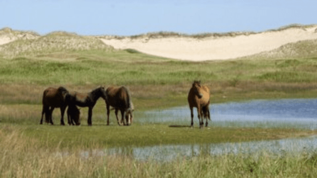 horses