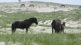 horses