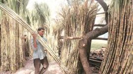 Gujarat Bardoli sugar factory election BJP