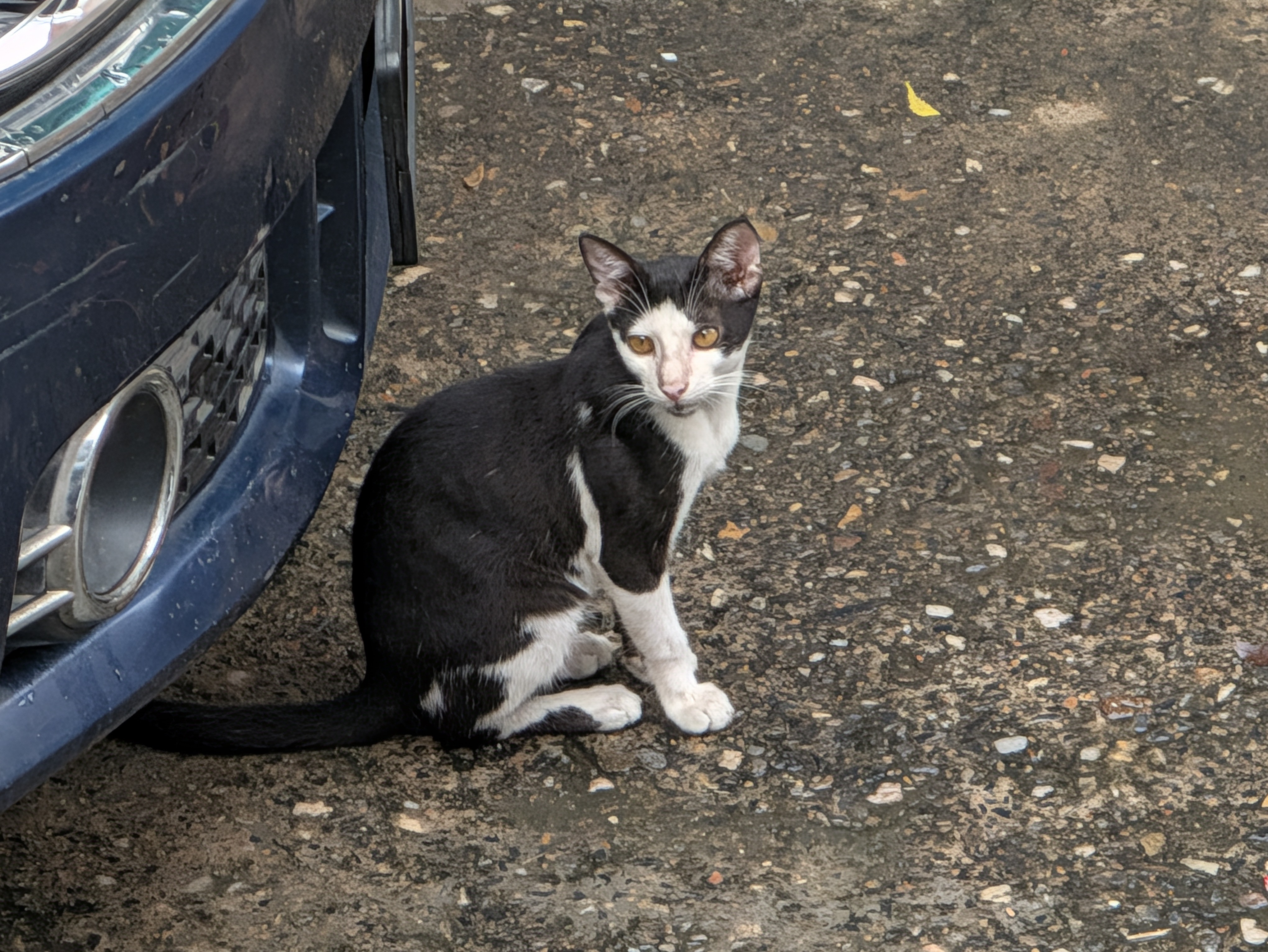 Google Pixel 11 and 11 Pro XL camera samples
