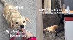 Amazon dog friendly office