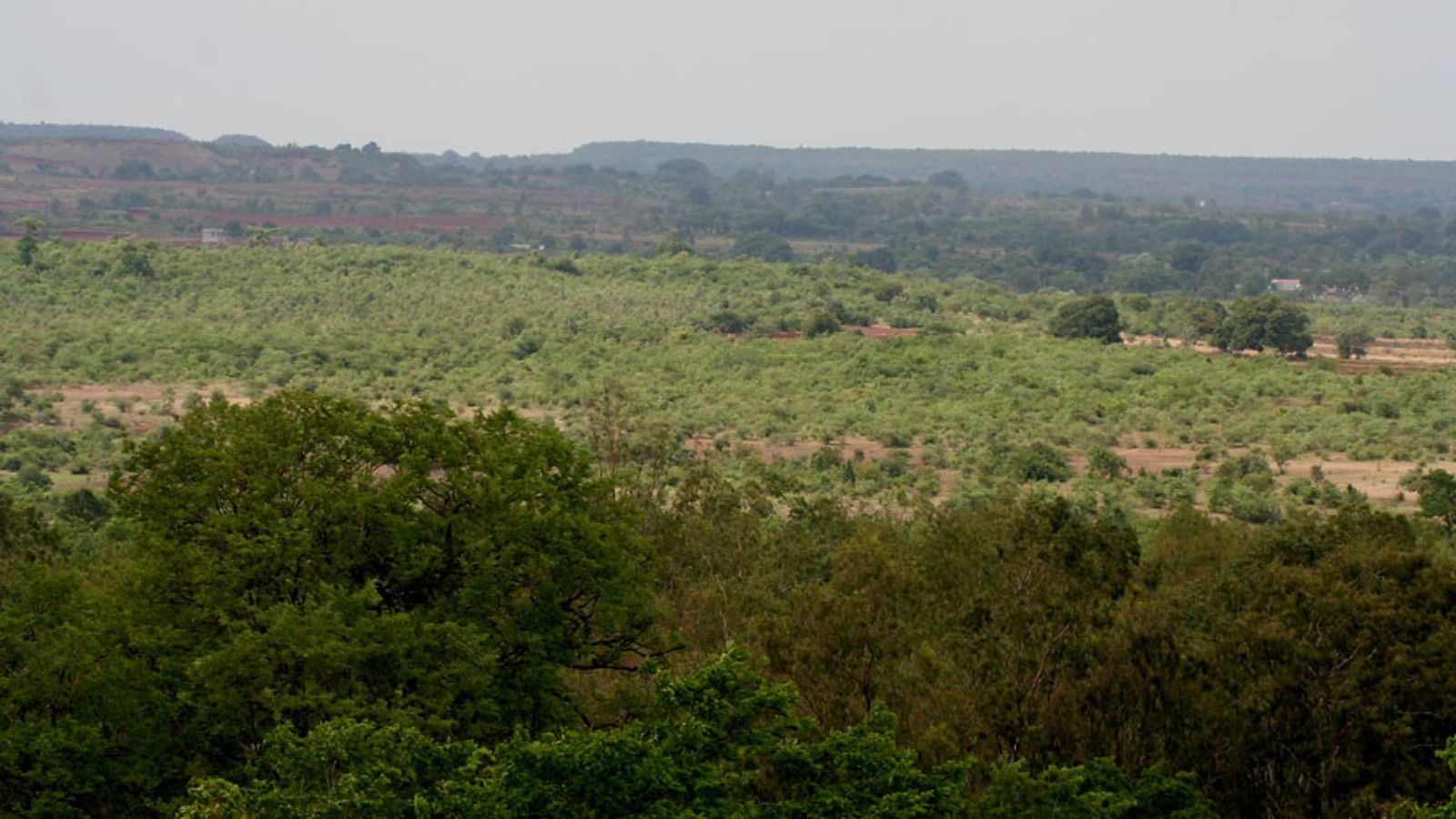 Telangana Forest Officer Electrocuted by Poachers' Electric Trap, Investigation Underway