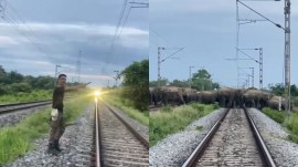 Assam elephant crossing Rajdhani Express