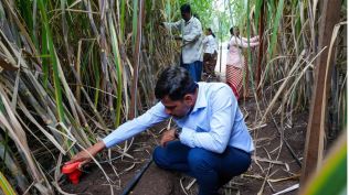 Baramati AI farming