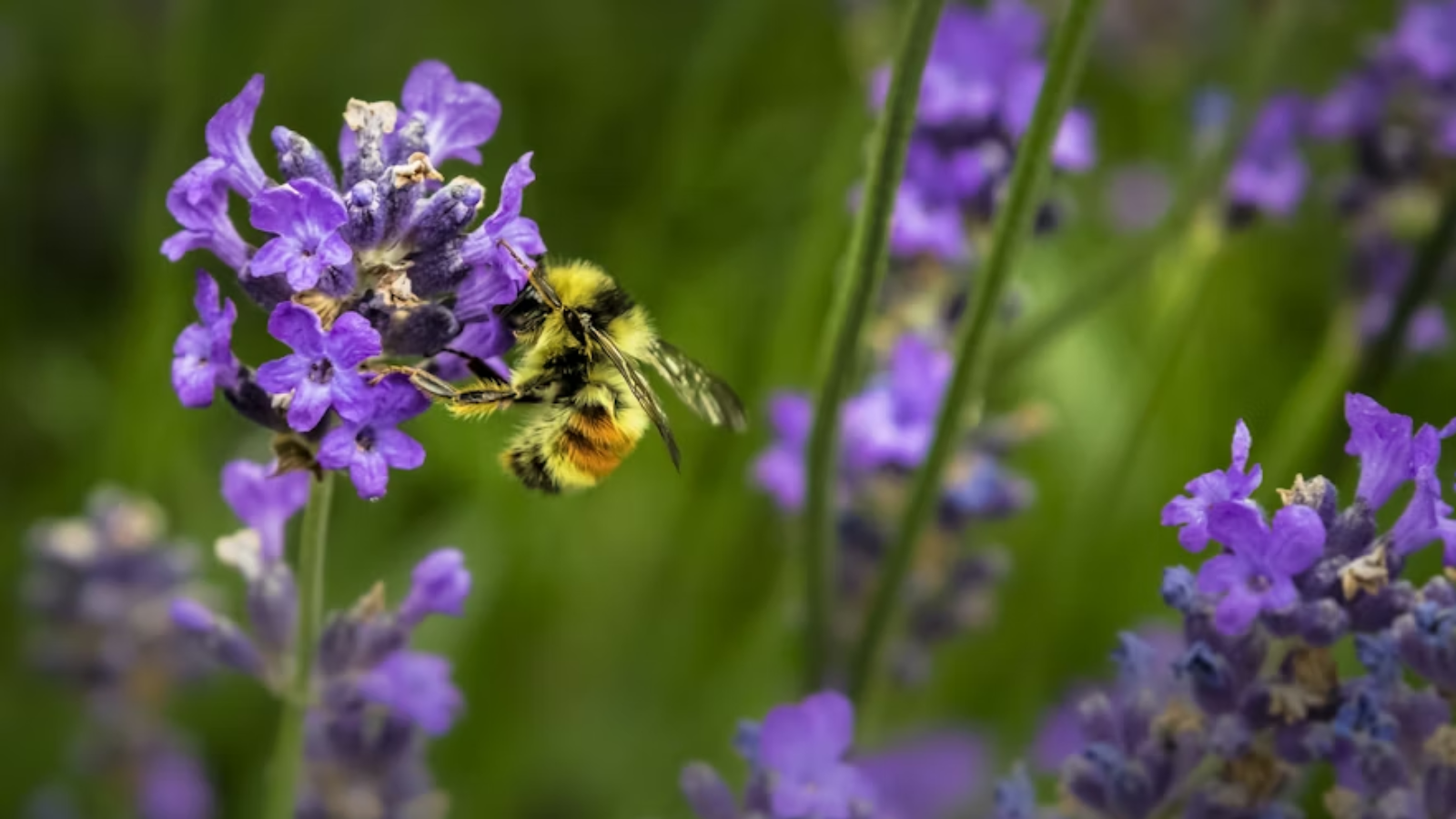 India's Honey Production Grows Amid Export Market Challenges and Diversification