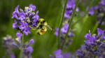 India’s sweet revolution depends on this: Safeguard the bee, sustainability is key