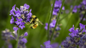 India’s sweet revolution depends on this: Safeguard the bee, and sustainability is key