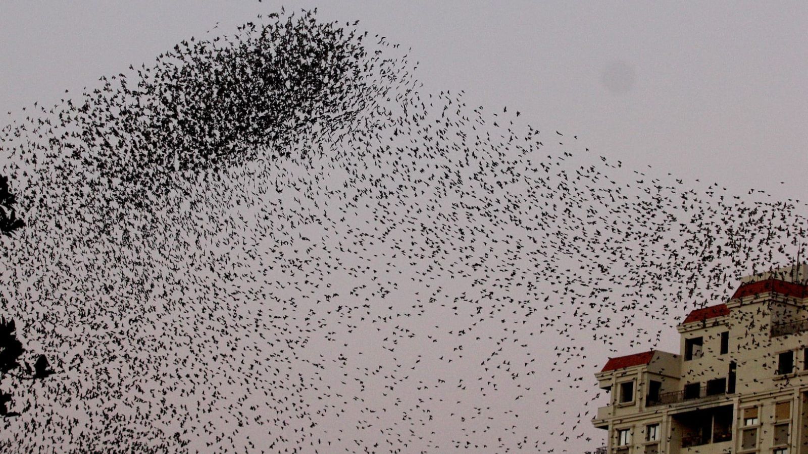Ahmedabad University Study Reveals Link Between Starling Formations and Predator Threats