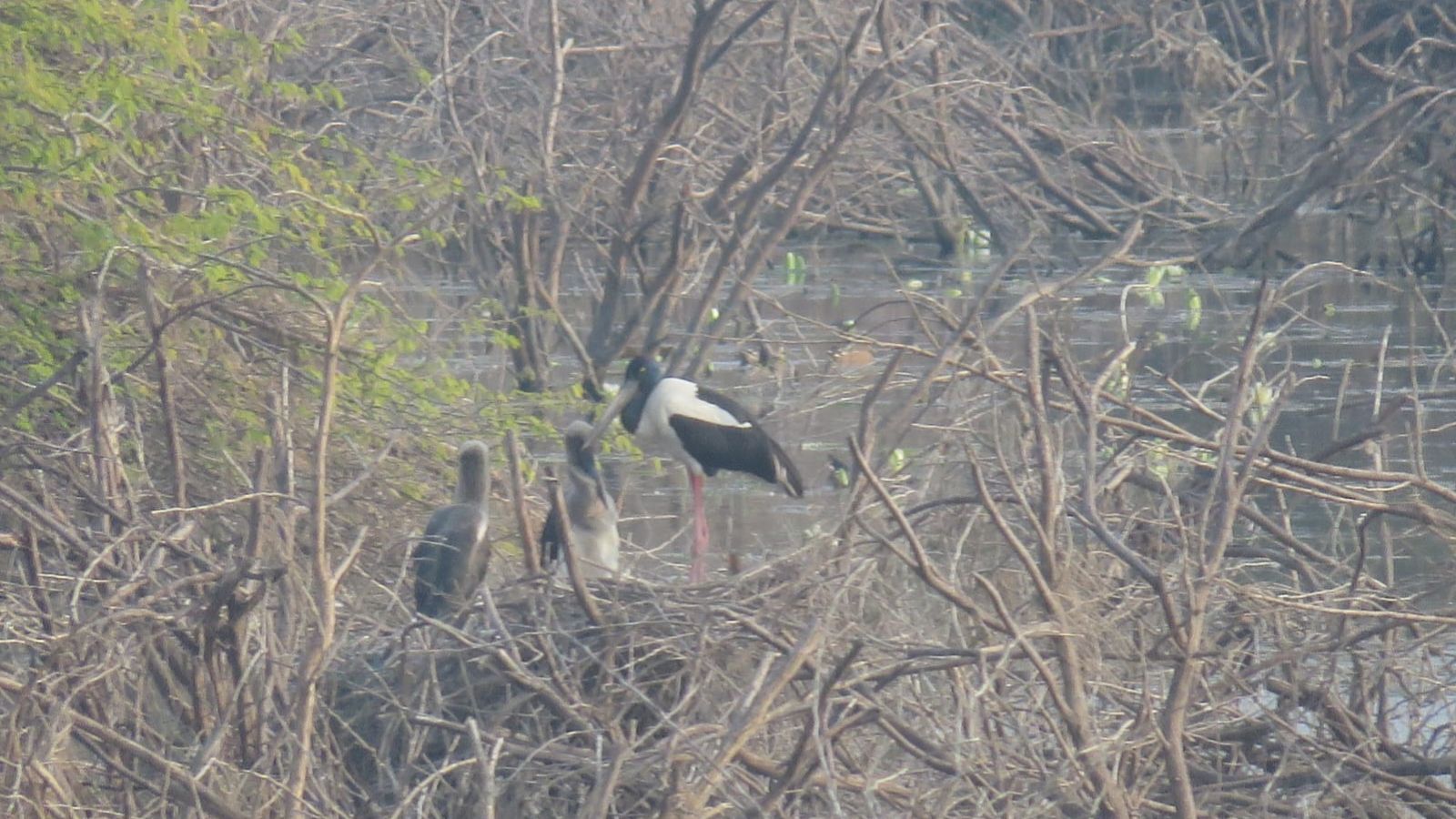 Black-necked storks make great parents, finds Gujarat forest department study