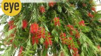 Bottlebrush tree Bottlebrush tree