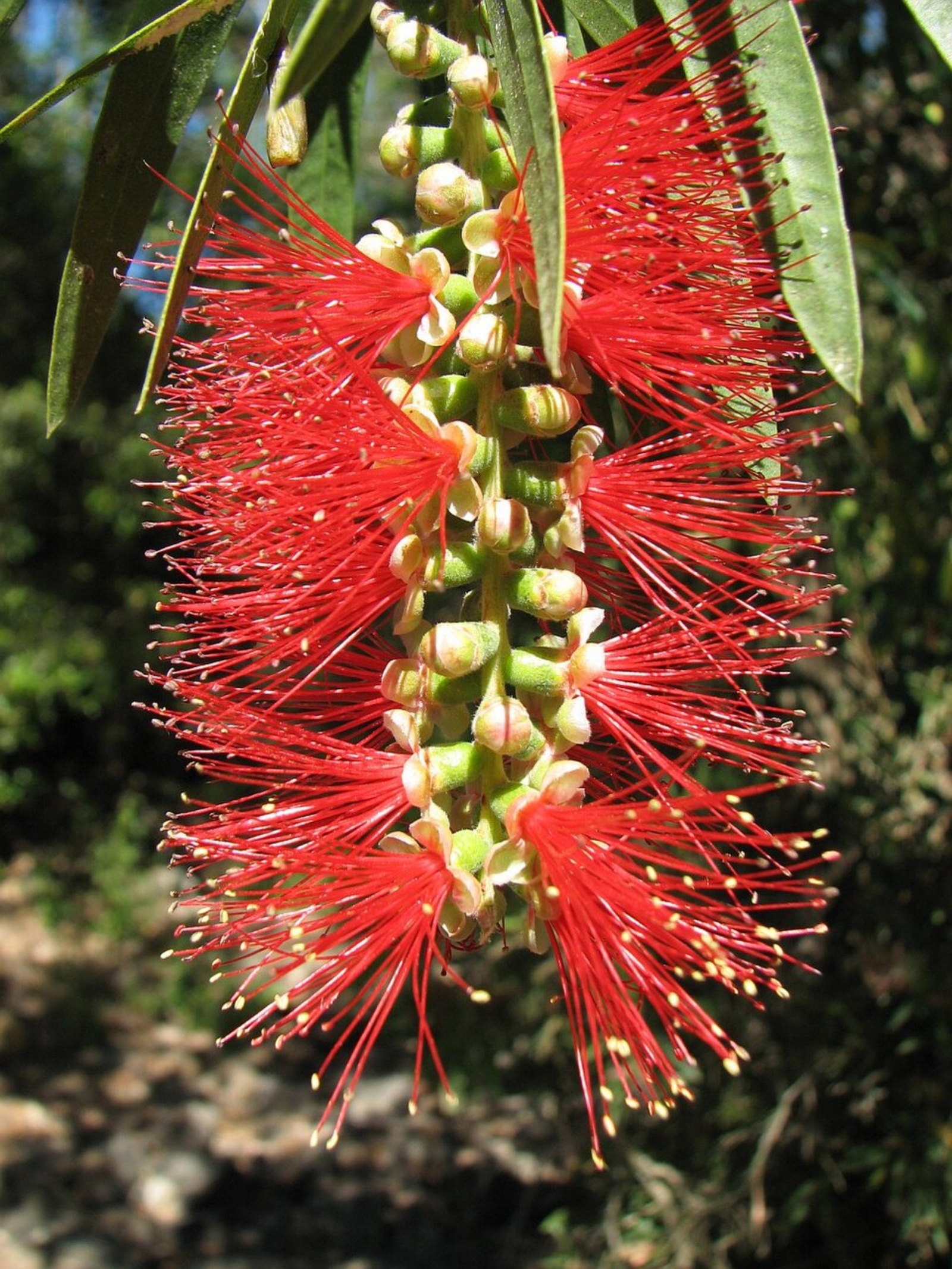 red bottle brush