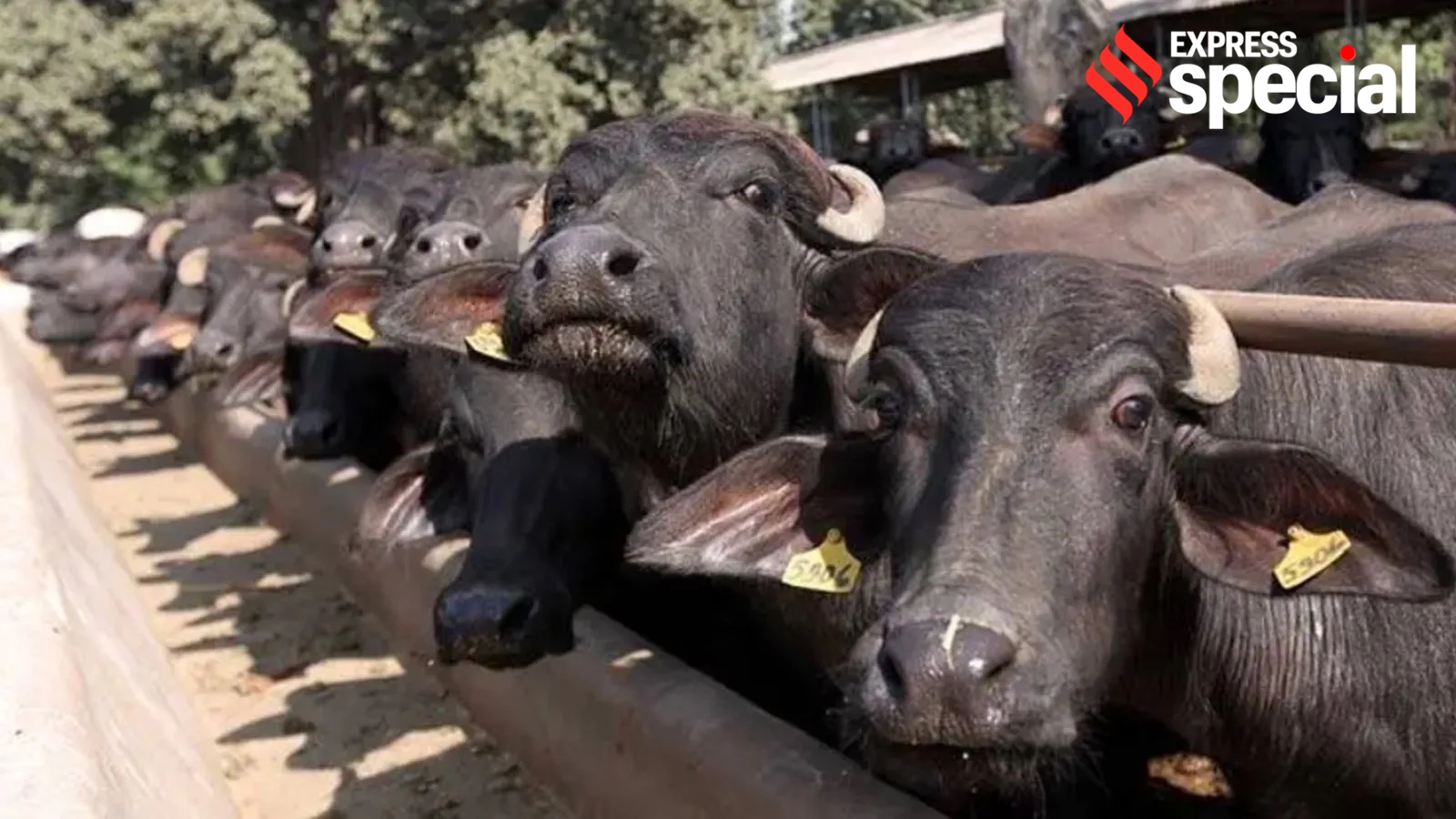 भारत के भैंस मांस निर्यात में भारी उछाल: 5 अरब डॉलर का आंकड़ा पार