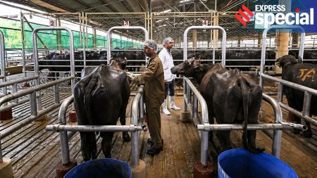 India Buffalo meat export, India buffalo meat production