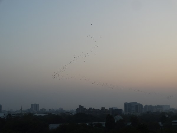 Videos and photographs were taken from the top of a building rising over canopy height, and the murmurations were classified in various shape categories. (Express)