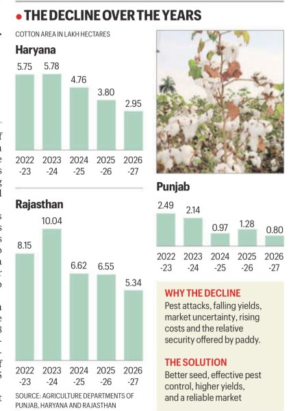 cotton decline