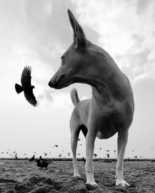 dogs