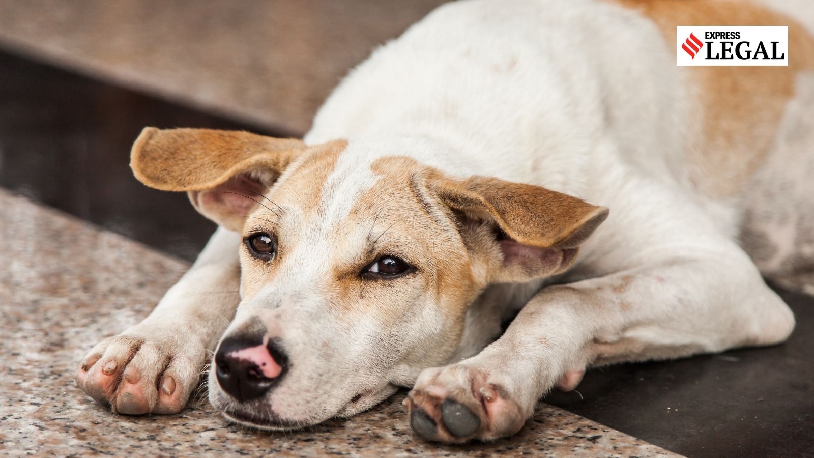 Man accused of abducting law student over dog abuse gets anticipatory bail