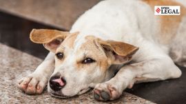Dog news Dog lover Punjab and Haryana High Court news Anticipatory bail abuse abduction