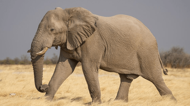 elephants