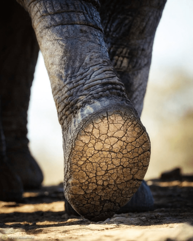 elephants