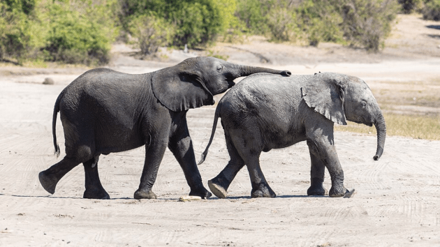 elephants