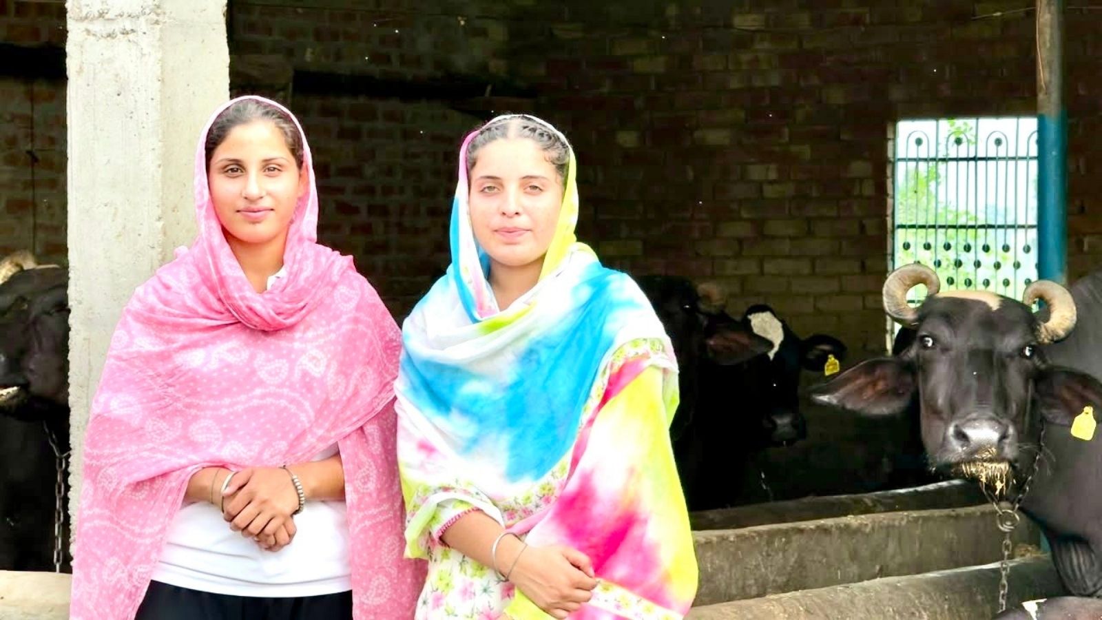 At 4.30 am, two ‘mehnati kudiyan’ rise to milk cattle, and push a thriving dairy business